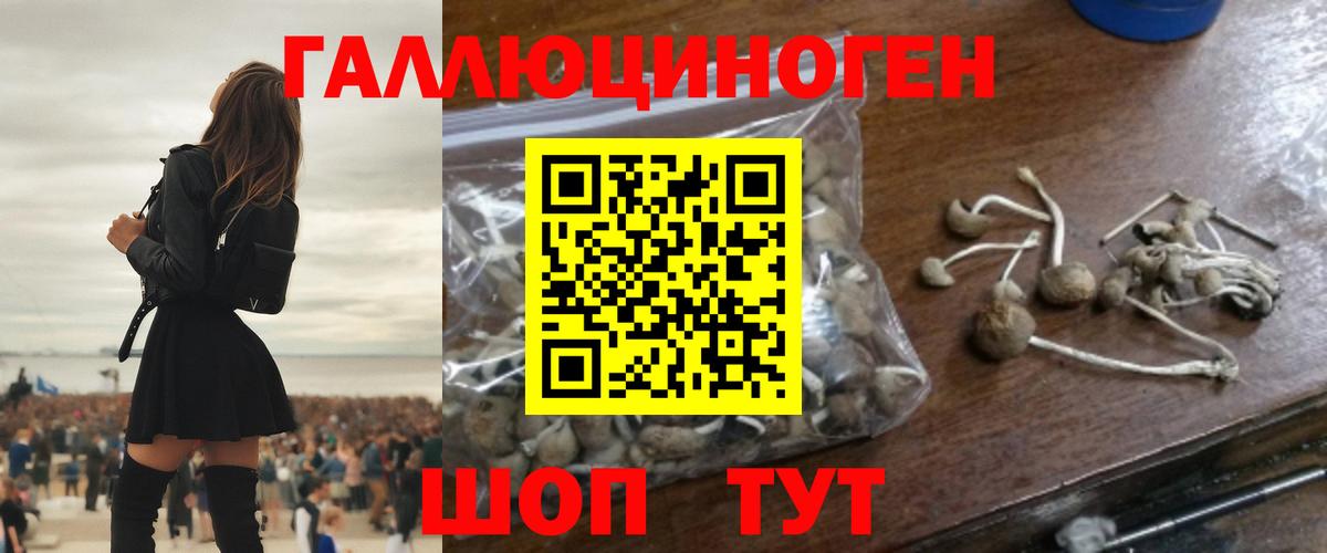 Северобайкальск  Псилоцибиновые грибы Psilocybe  Вход с VPN 